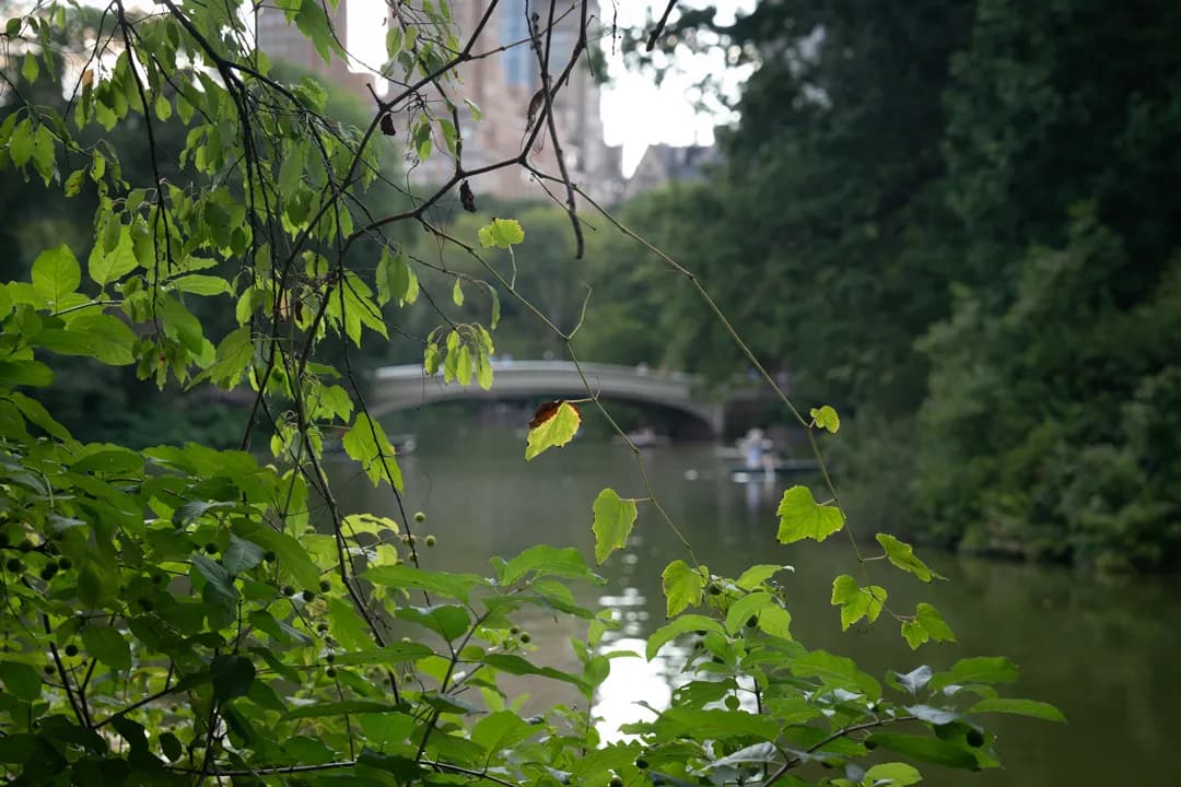 Lush green foliage frames a view of a river and a distant bridge surrounded by trees.