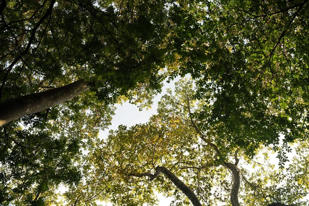 Sunlight filters through the lush, dense canopy of trees overhead, creating a natural ceiling of green.
