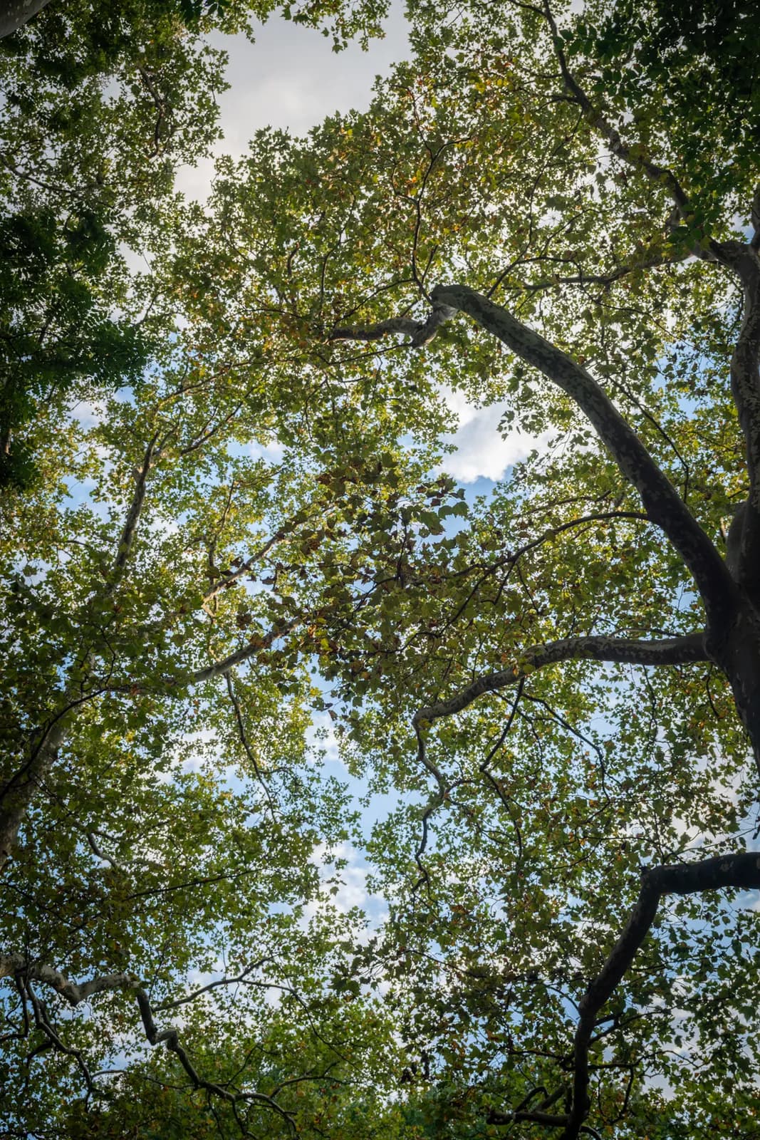 A view looking up through the lush, dense canopy of trees toward a cloudy blue sky.