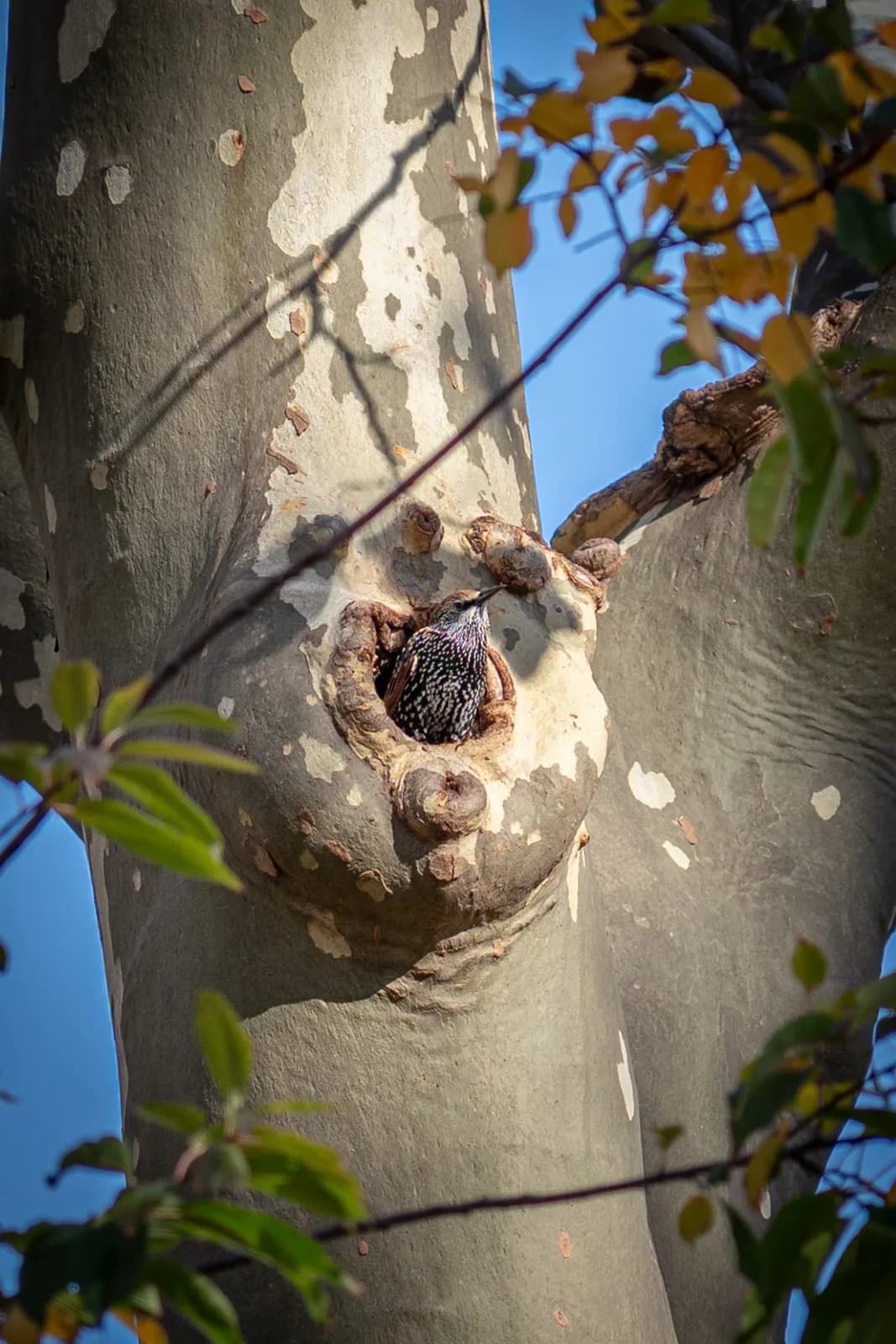 A small bird is visible emerging from a knothole in a large, pale tree trunk against a clear blue sky.