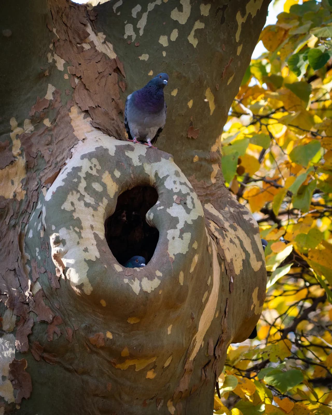 A pigeon is perched on a knothole in a large tree trunk against a backdrop of bright yellow autumn leaves.