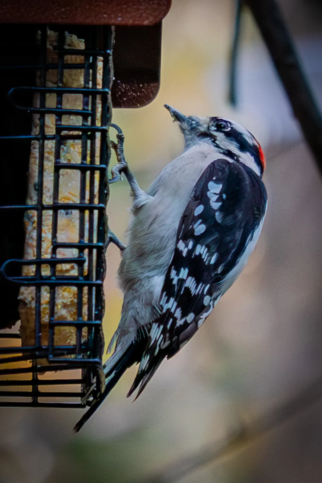 A black and white patterned bird is perched near a metal feeder structure in an outdoor setting.