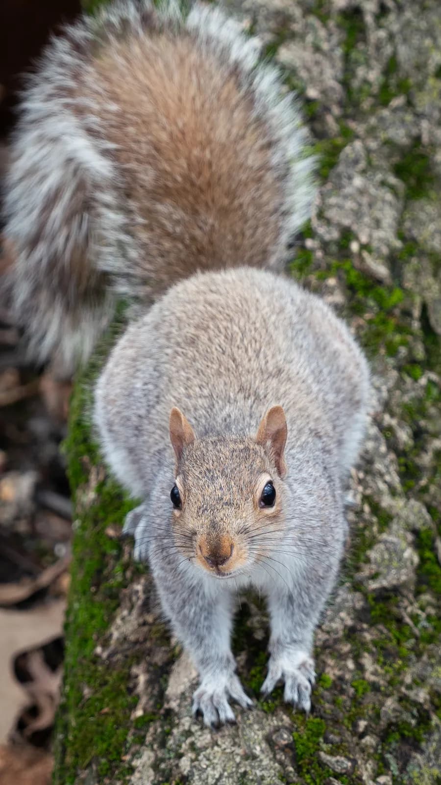 A fluffy squirrel sits alertly on a moss-covered branch, looking directly at the viewer.