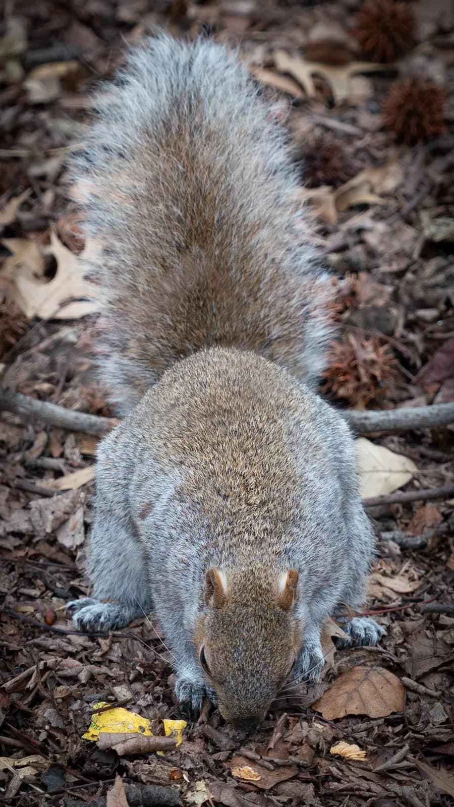A squirrel is foraging on the ground covered in fallen leaves.