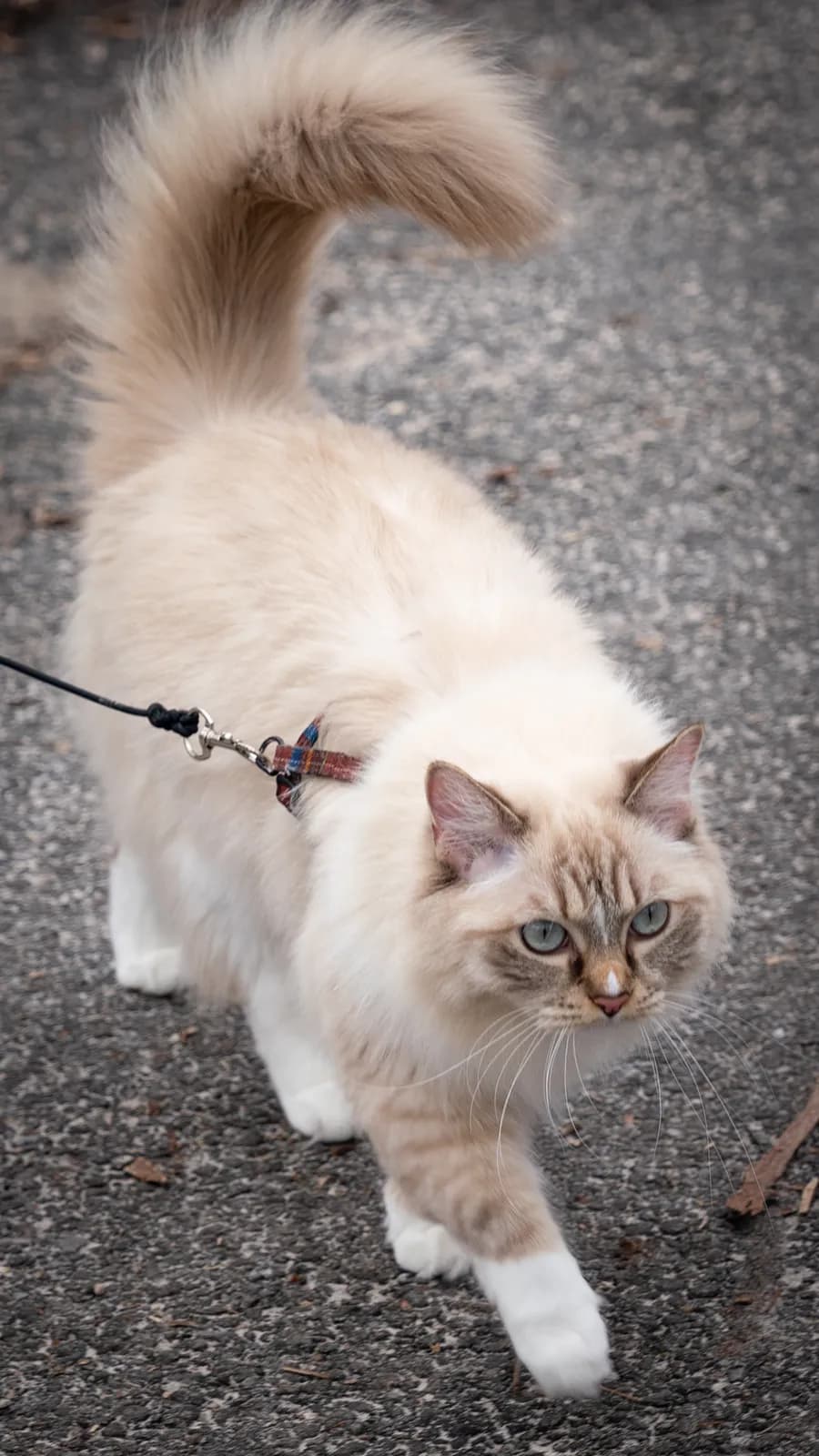 A fluffy, light-colored cat walks down a paved street while attached to a leash.