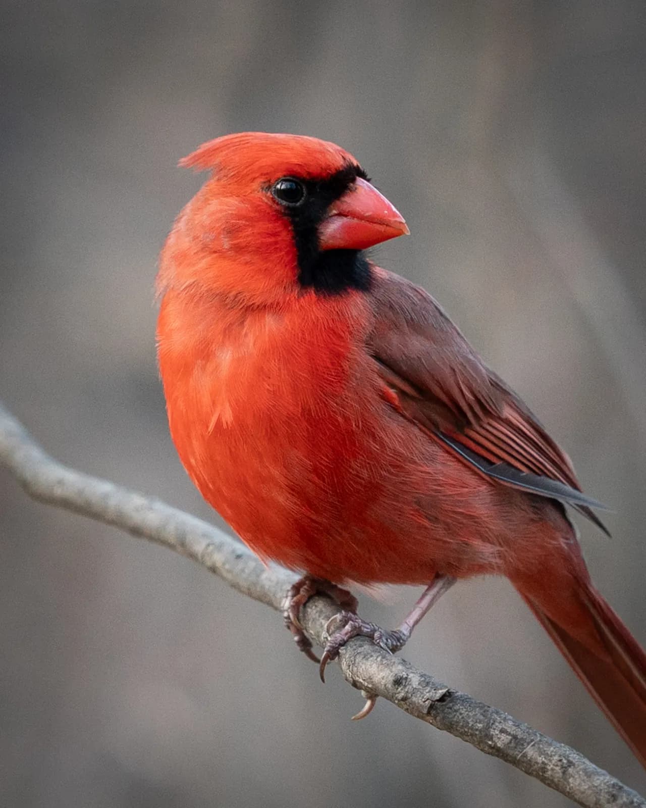 A vibrant red cardinal with black markings is perched on a branch against a soft, muted background.