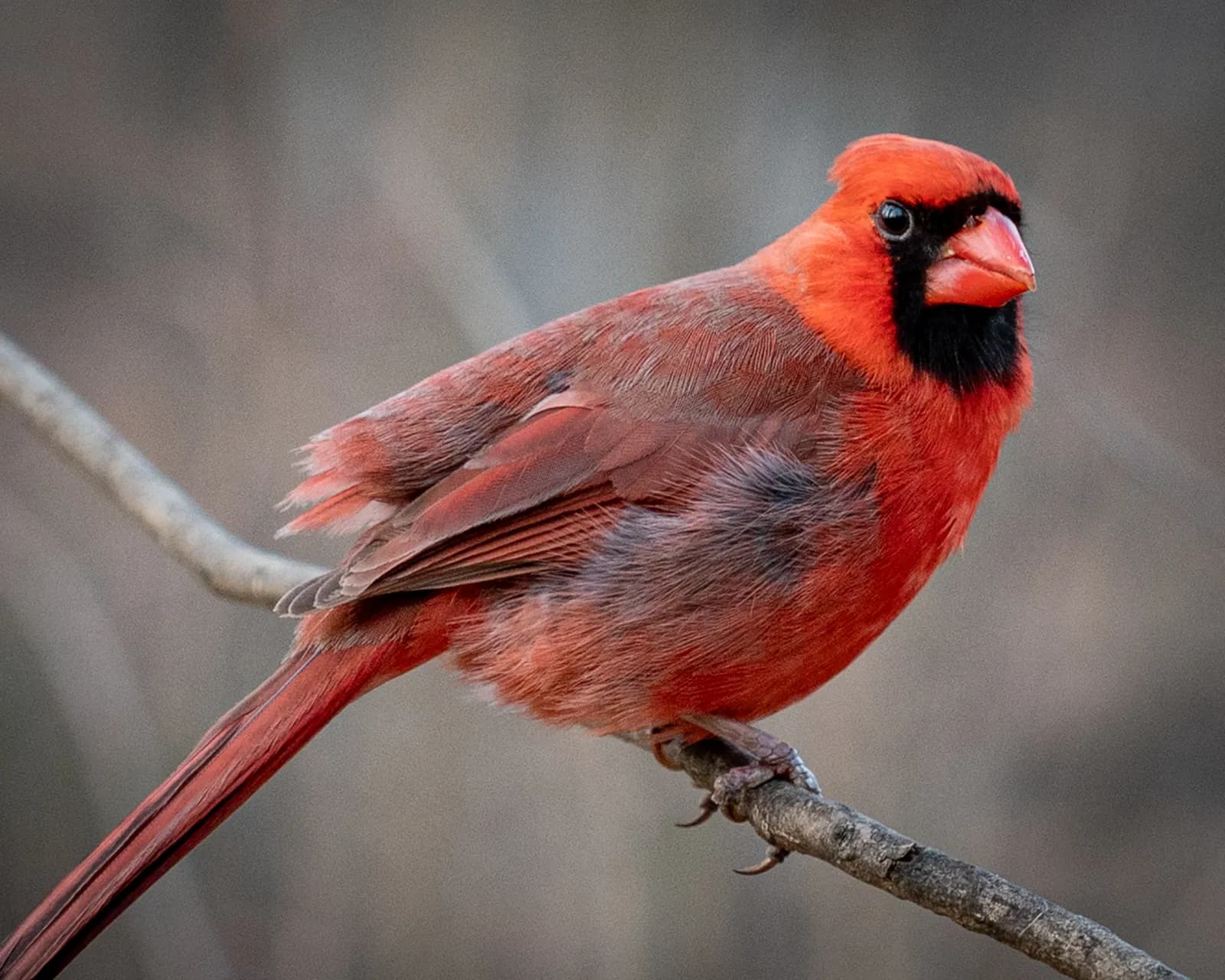 A bright red cardinal bird is perched on a branch against a muted, natural background.