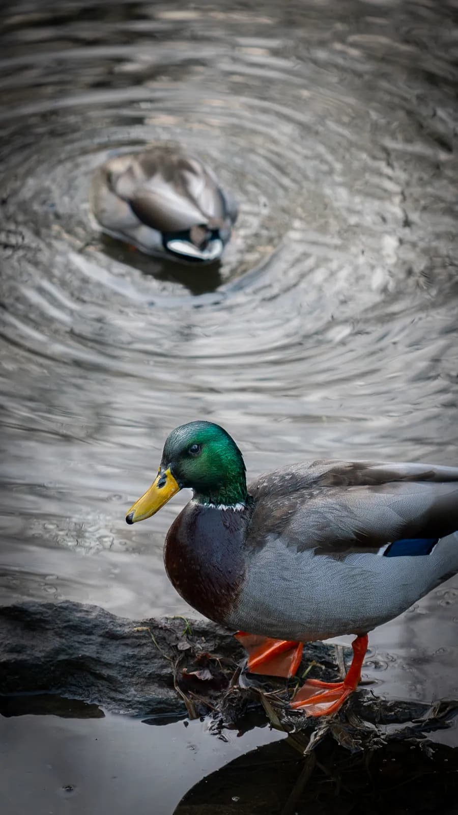 A male mallard duck stands on a muddy bank overlooking rippling water.