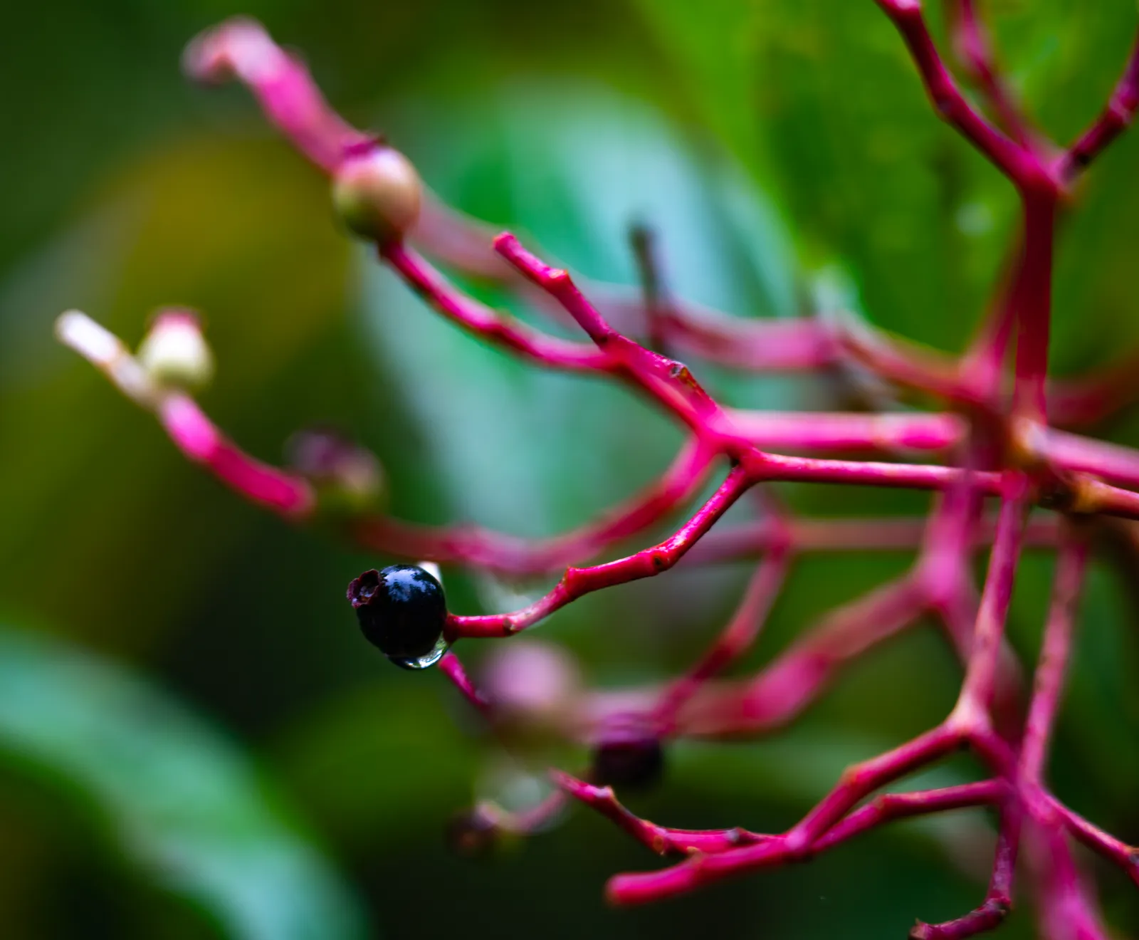 A macro photograph showing deep reddish-pink, branching plant stems with small dark berries set against a soft, blurred green background.