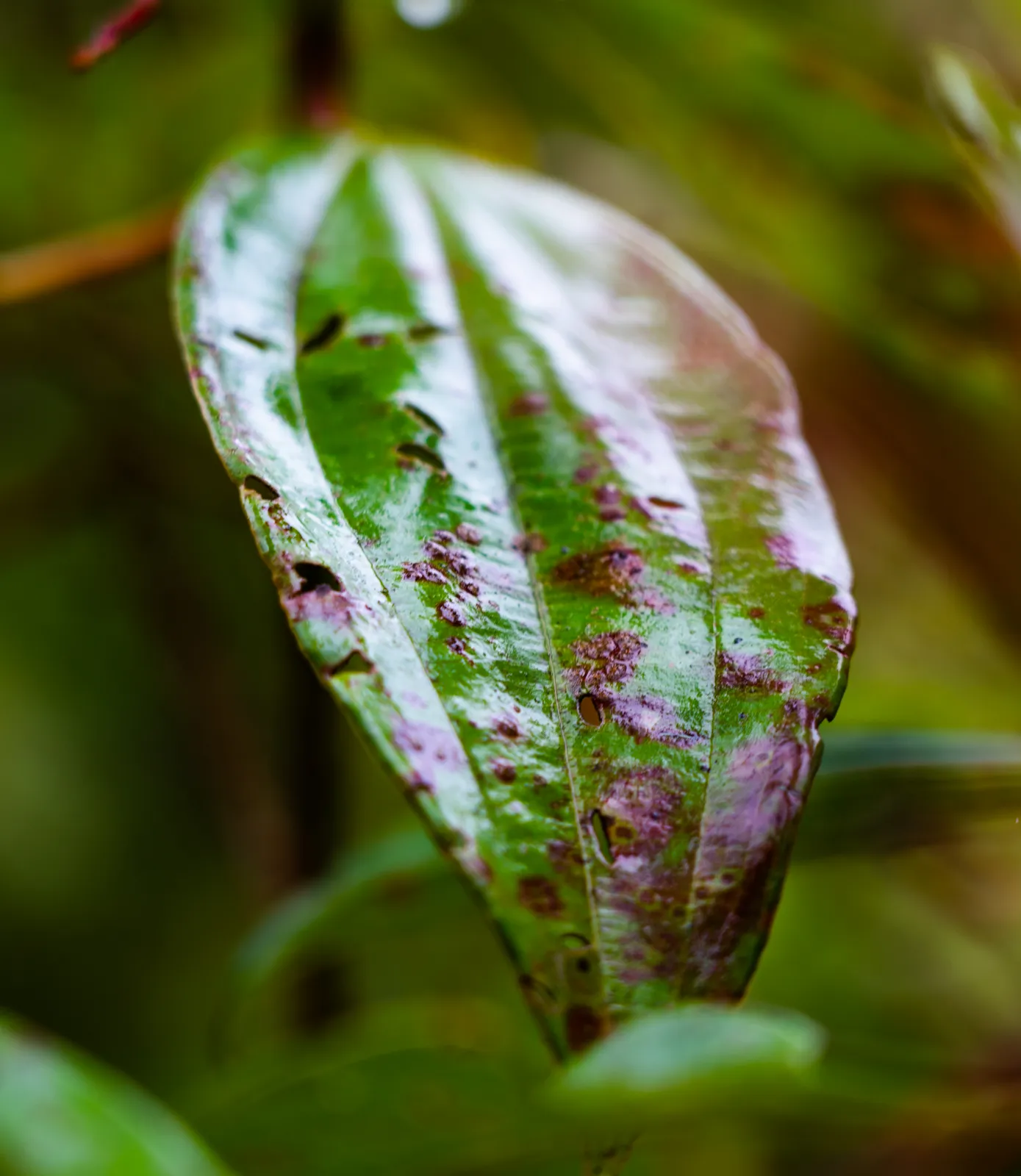 A macro photograph capturing a damaged, veined green leaf against a soft, natural bokeh background.