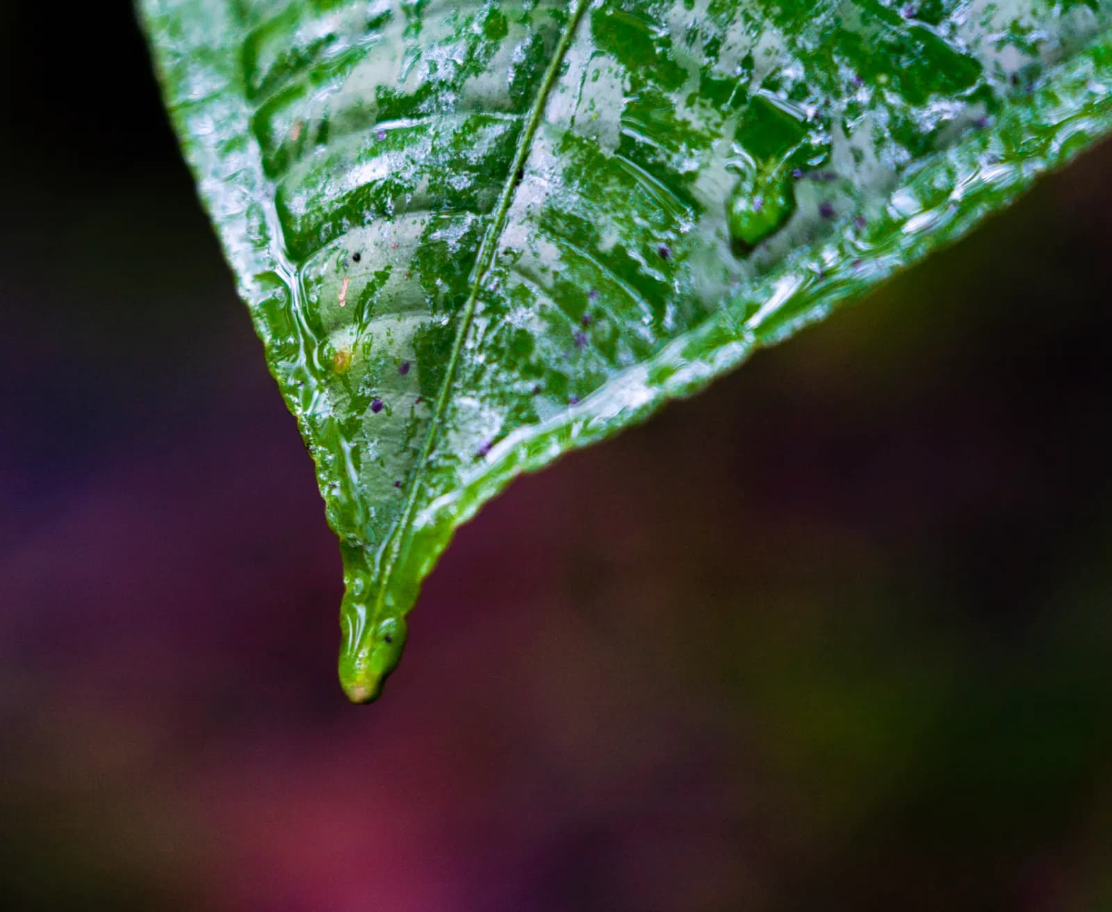 A detailed macro photograph of a vibrant green leaf with visible veins and a pointed tip.