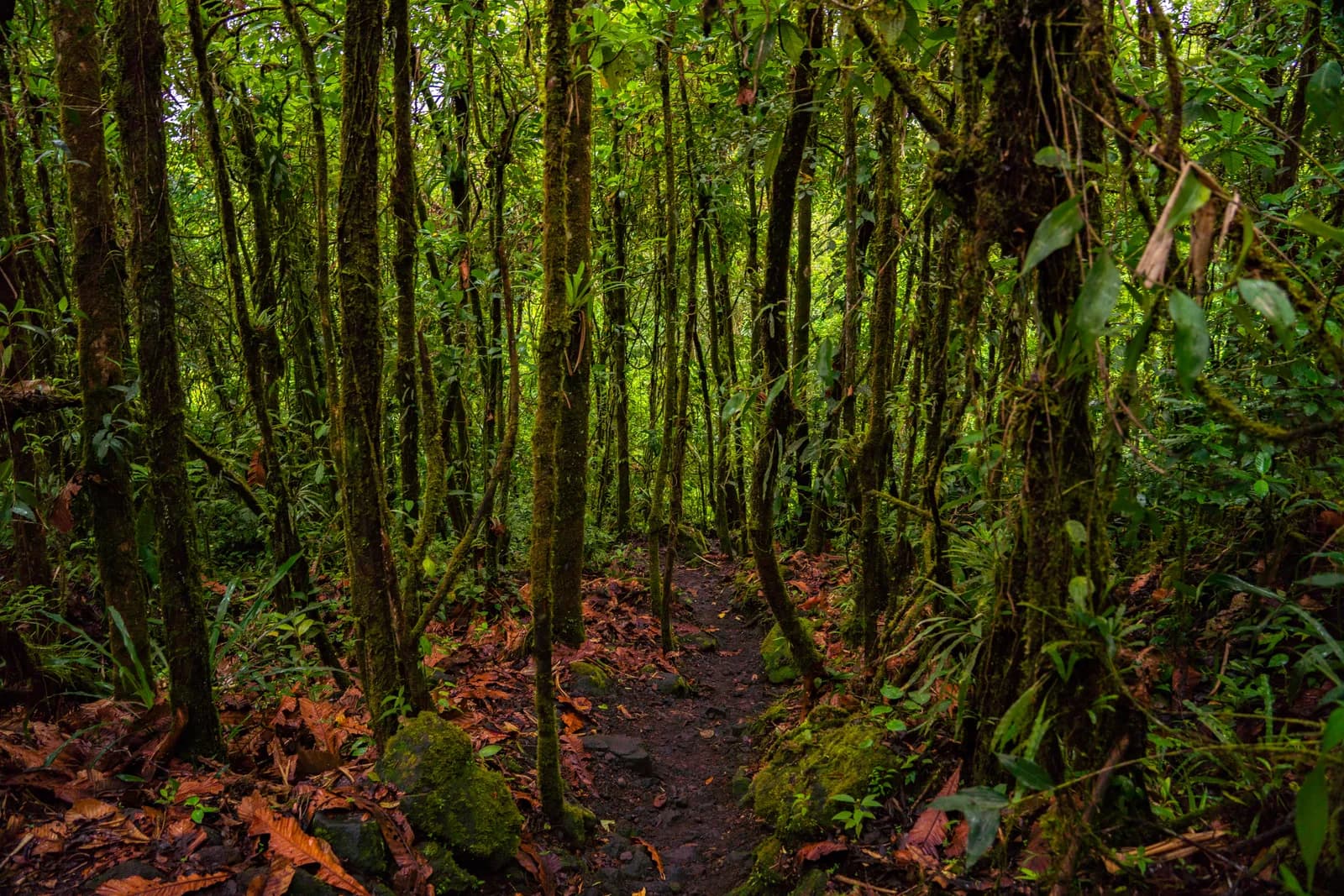 A winding dirt path leads through a dense, lush tropical rainforest.