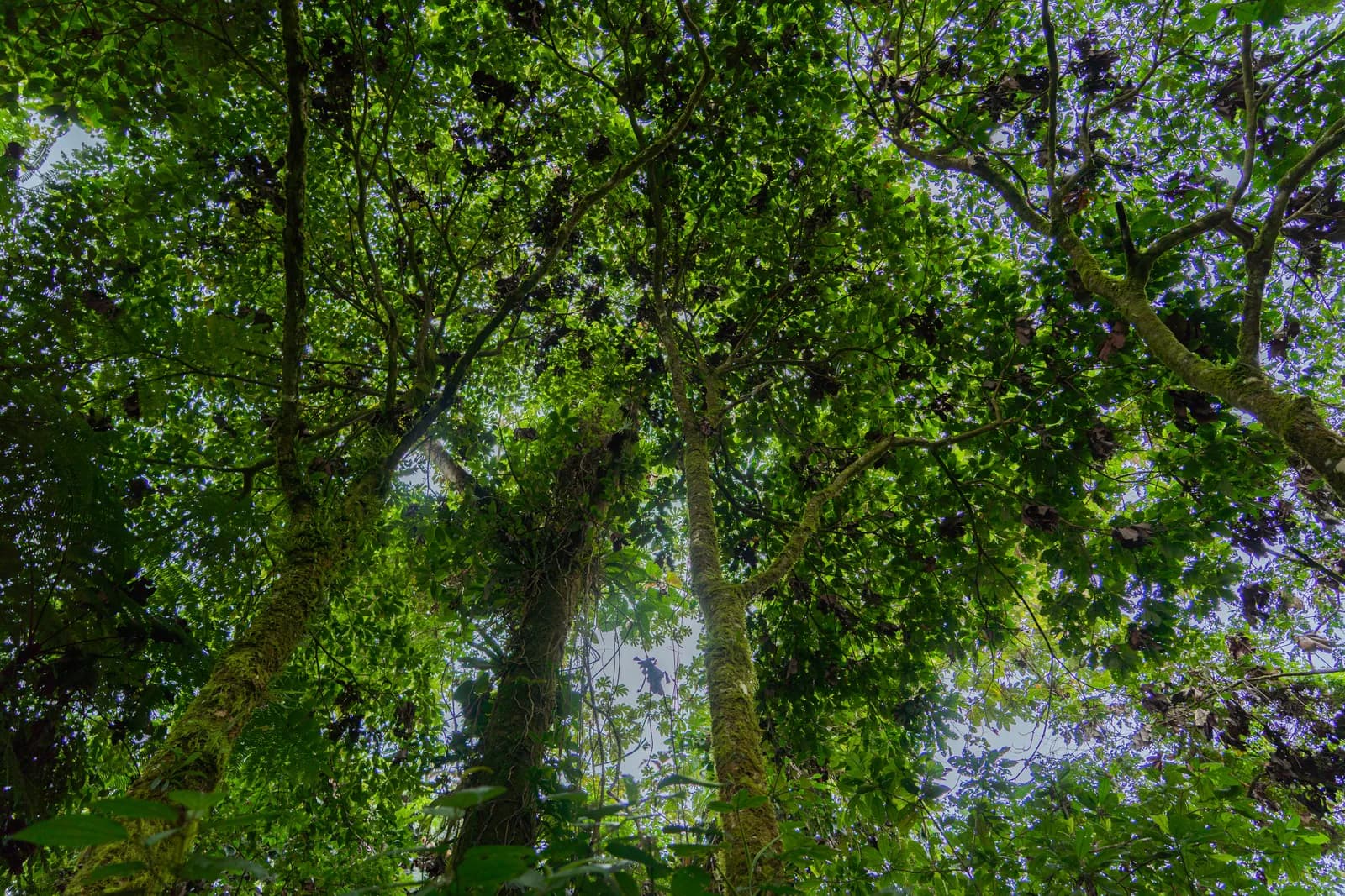 Looking up through a lush, dense canopy of vibrant green leaves and tree trunks.