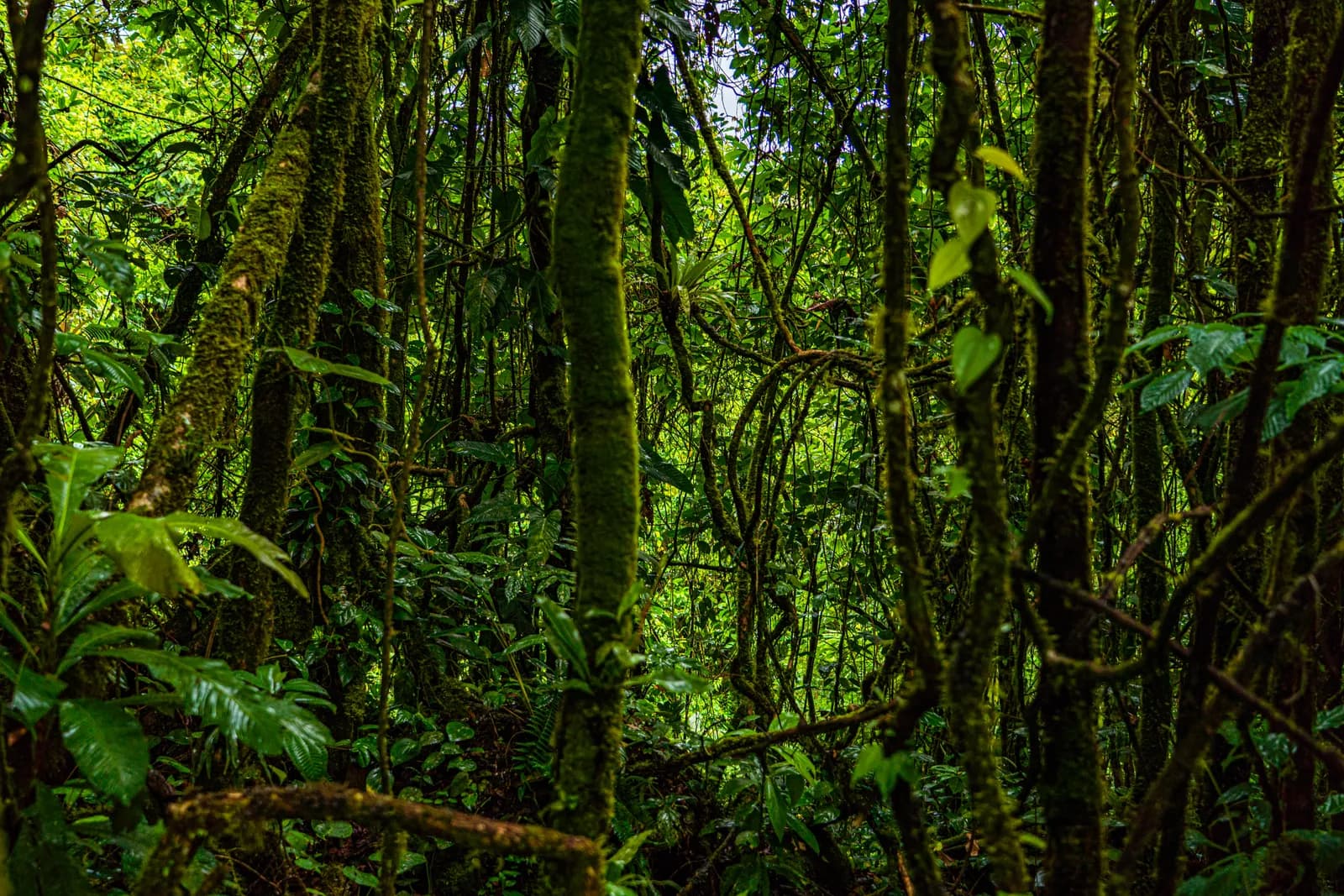A dense, lush rainforest scene dominated by moss-covered tree trunks and vibrant green foliage.