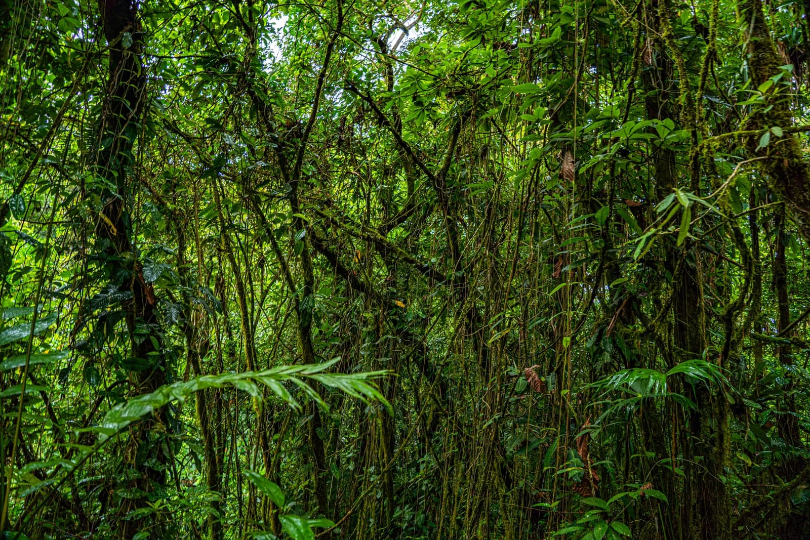 The photograph captures a dense, lush tropical forest filled with hanging vines and vibrant green foliage.