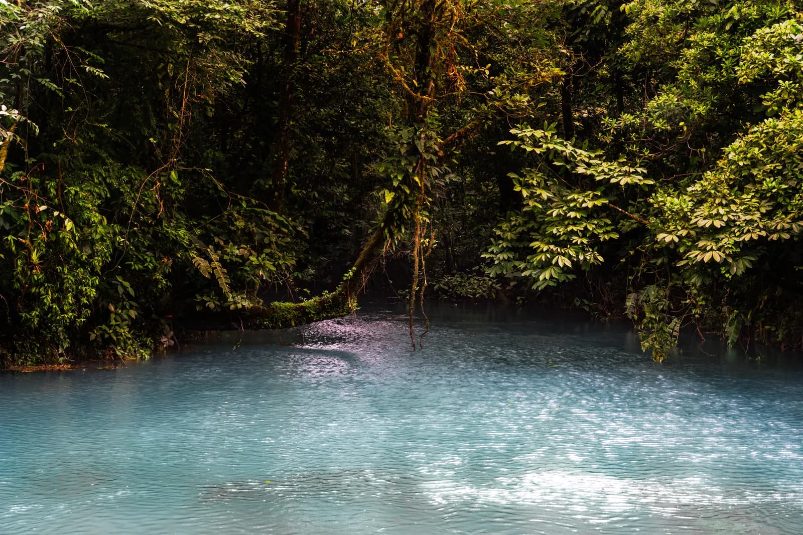 A tranquil, jungle-lined body of water surrounded by dense, lush tropical foliage.