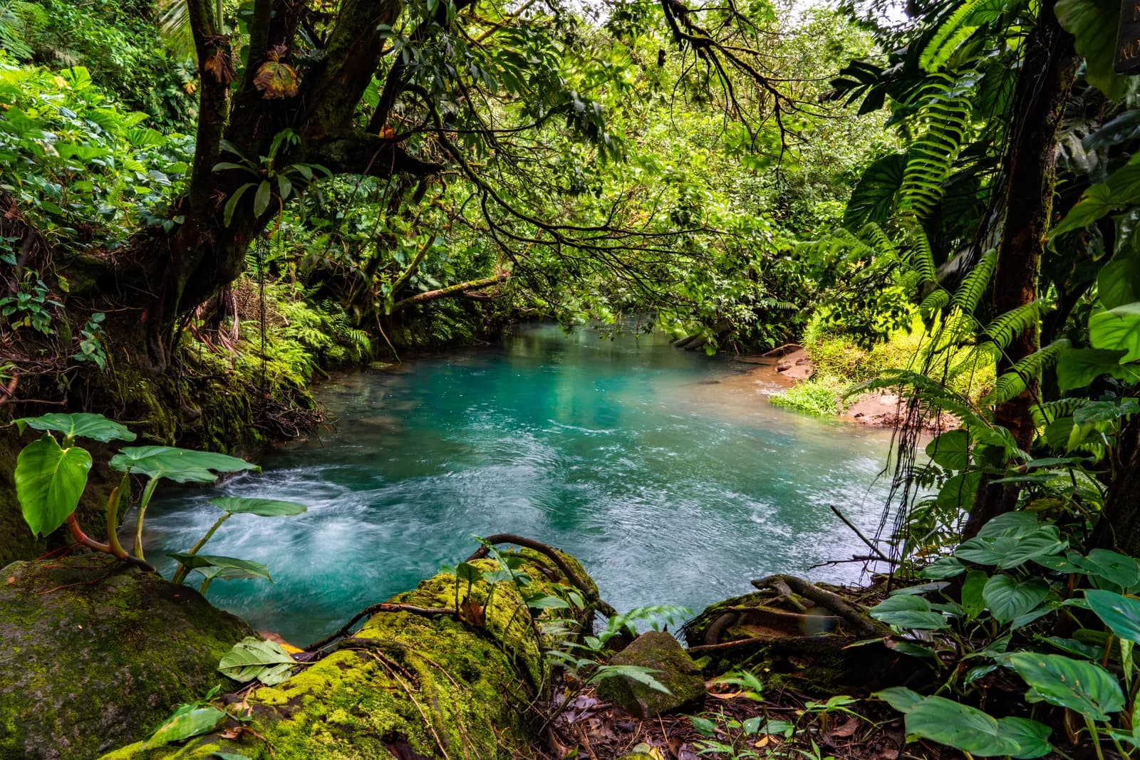 A lush, vibrant rainforest scene featuring a clear, turquoise river flowing through dense tropical foliage.